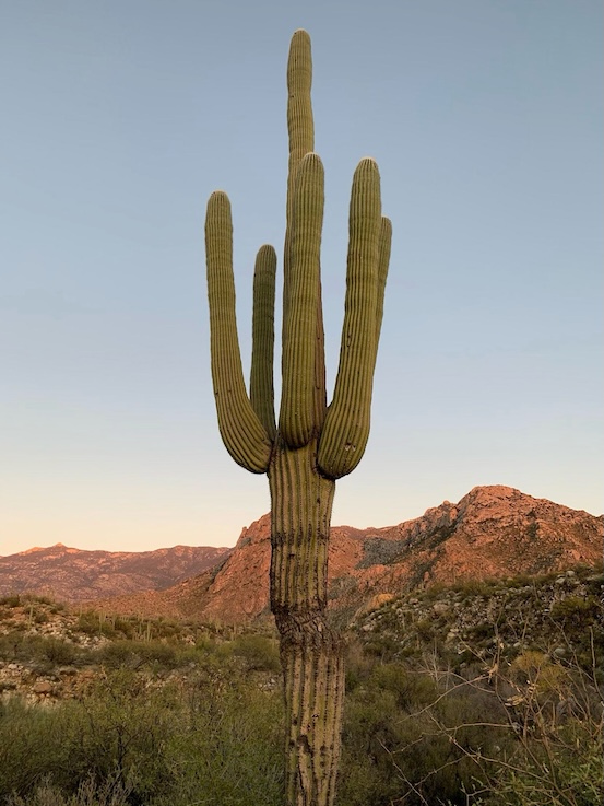 Arizona landscape